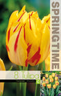 Dubbel Tidig Tulpan 'Monsella' 8st