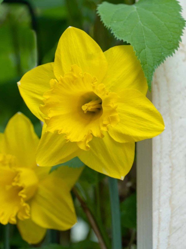 Stjärnnarciss 'Carlton' 5st