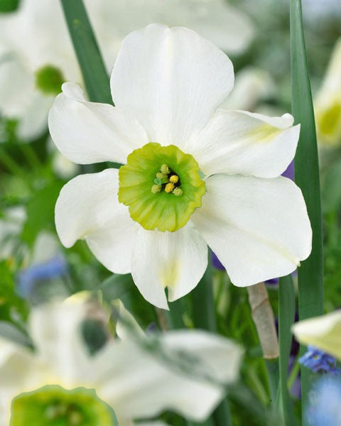 Stjärnnarciss 'Sinopel' 5st