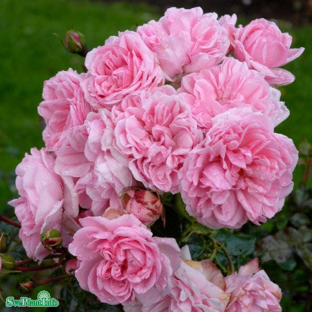 Floribundaros 'Home & Garden' 1-pack barrot