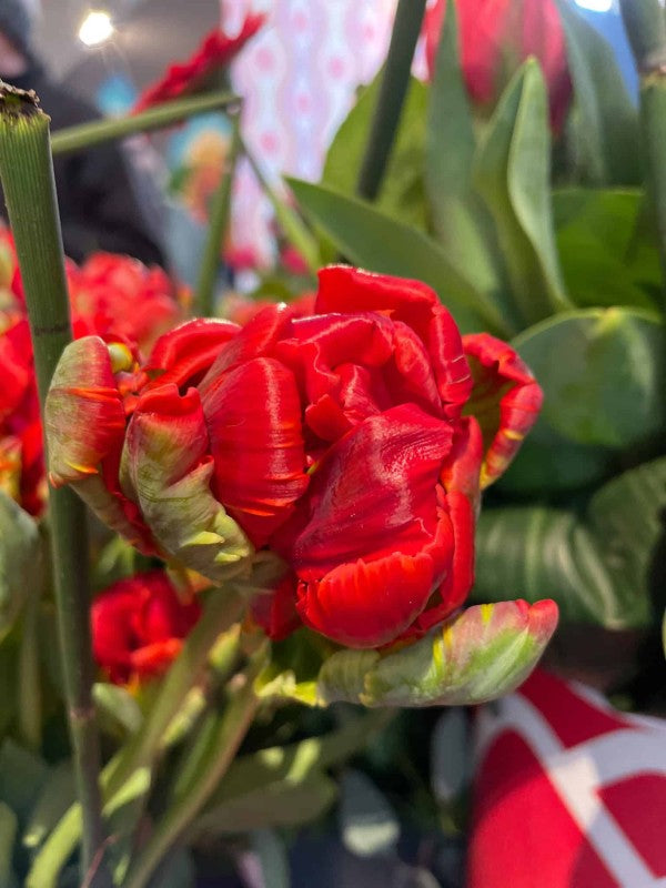 Papegojtulpan 'Rococo Double' 8st