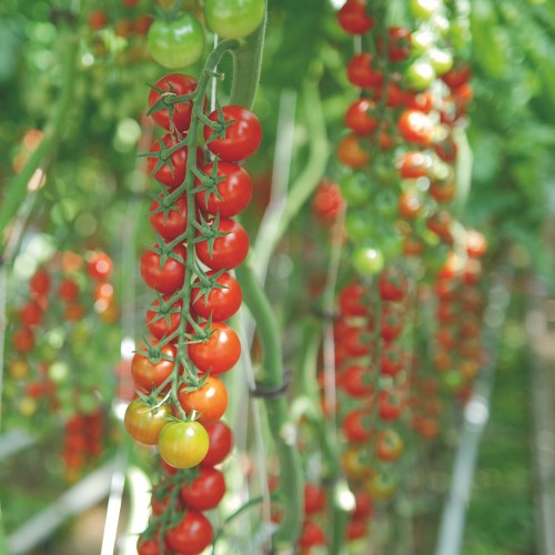 Körsbärstomat 'Sakura' F1 Frö