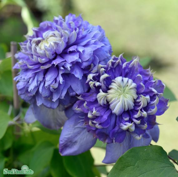 Klematis 'Blue Light' 1-pack