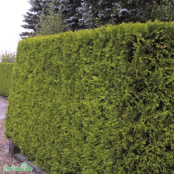 Tuja 'Brabant' 50-70 cm 100-pack