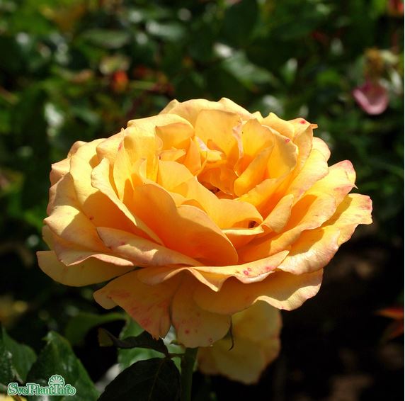 Floribundaros 'Amber Queen' 1-pack barrot
