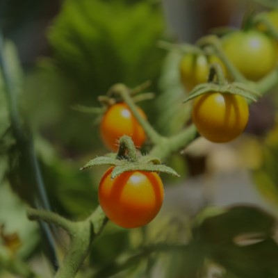 Körsbärstomat 'Tomarange' F1 Frö