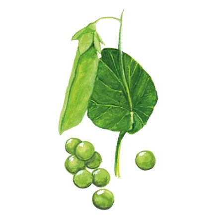 Märgärt 'Mors Stora' GK Svenskodlat frö