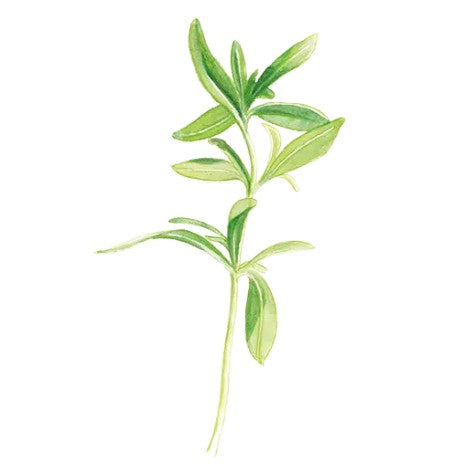 Sommarkyndel Svenskodlat frö