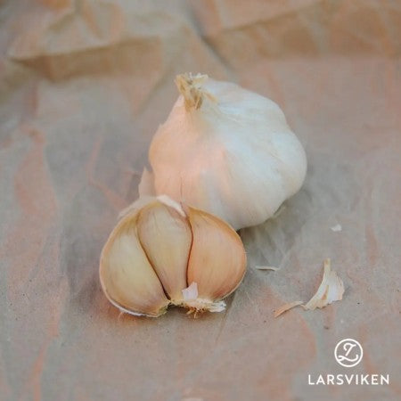 Sättlök, Vitlök 'Havel' 1st