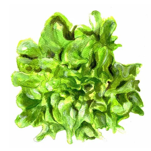 Plocksallat 'Green Salad Bowl' Svenskodlat frö