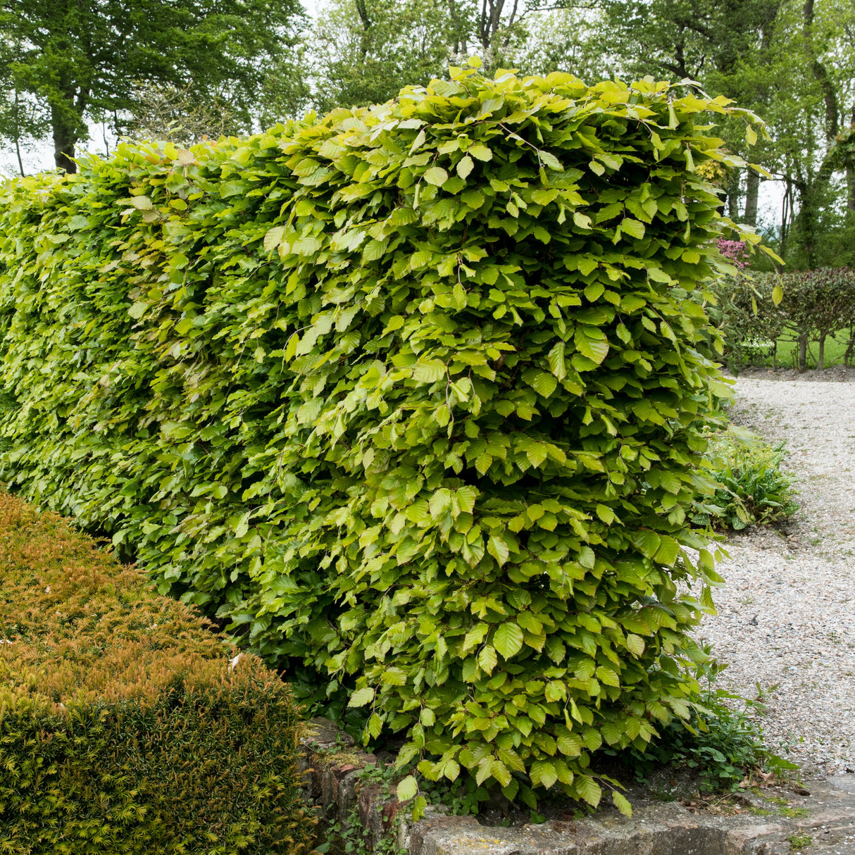 Bok 10-p barrotad 60-100cm