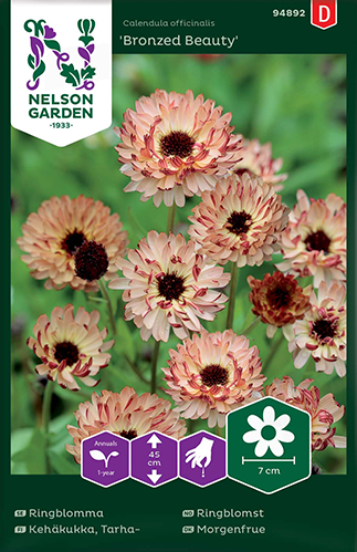 Ringblomma 'Bronzed Beauty'