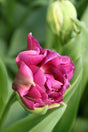 Dubbel Tidig Tulpan 'Alison Bradley' 8st