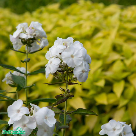 Höstflox 'Sweet Summer Snow' 11cm kruka