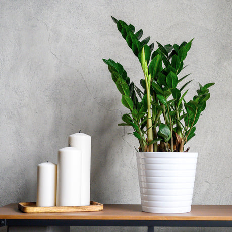 Garderobsblomma 10,5cm kruka