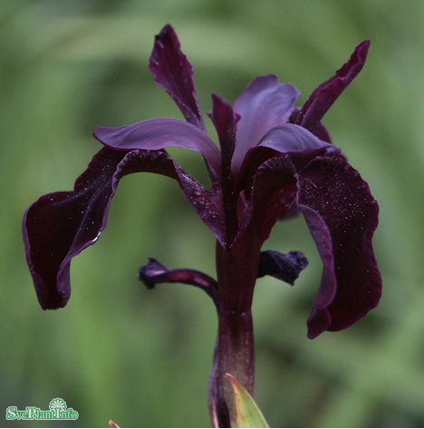 Sammetsiris 'Black Form' 11cm kruka