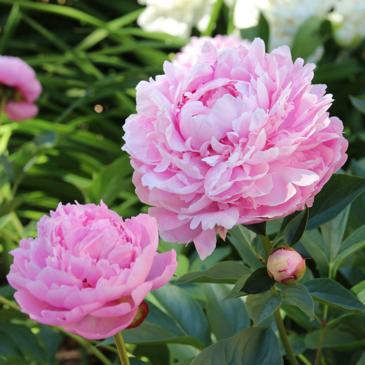 Luktpion 'Sarah Bernhardt' 8-pack i kruka