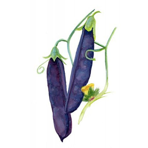 Gråärt 'Gotländsk Blåärt' Svenskodlat frö