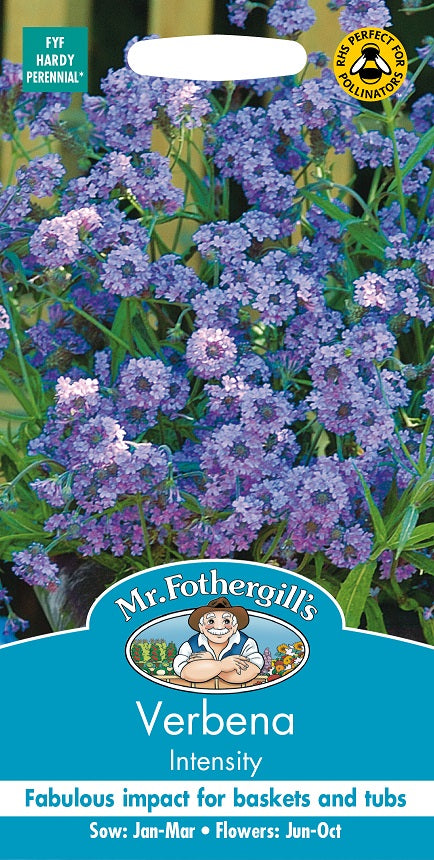 Violverbena 'Intensity'