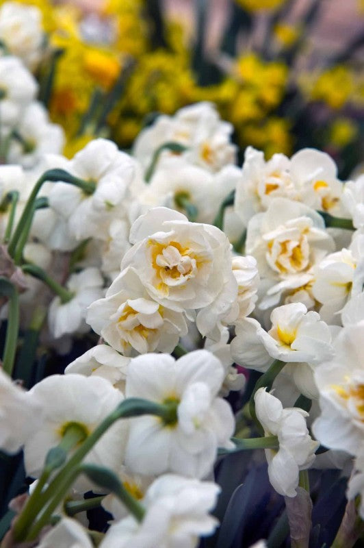 Tazettnarciss 'Erlicheer' 3st