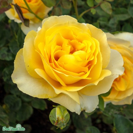 Tehybridros 'Tivoli 150' 1-pack barrotad