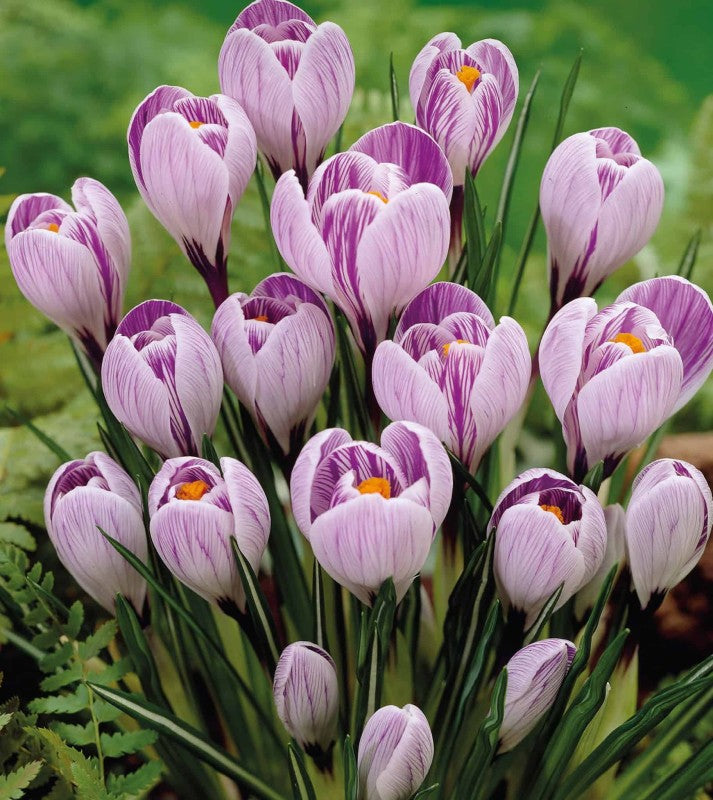 Krokus Storblommig 'Pickwick' 12st