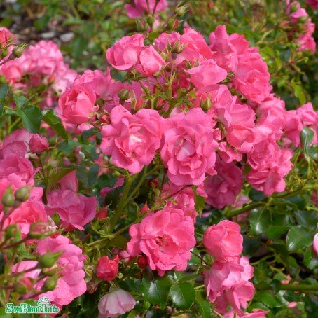 Miniatyrros 'Heidetraum' 10-pack barrot