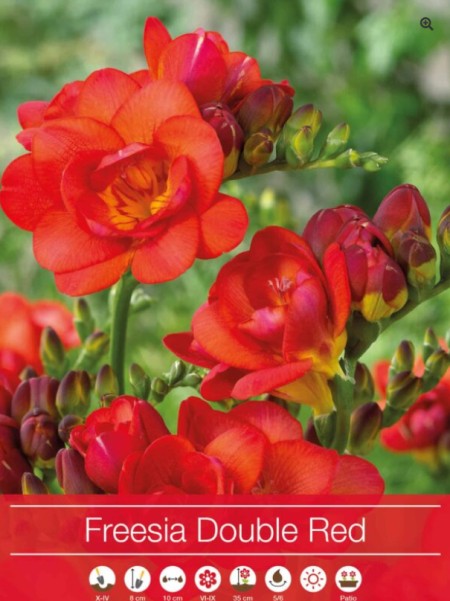 Freesia 'Double Red' 5st
