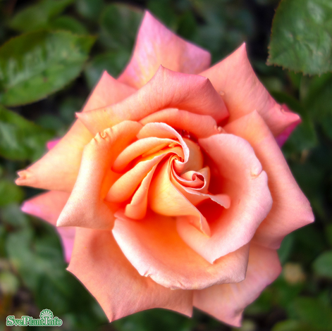 Rabattros 'Troika' 5-pack barrotad