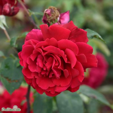 Tehybridros 'Erotika' 1-pack barrot