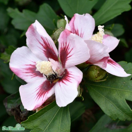 Frilandshibiskus 'Hamabo' 1-pack i kruka