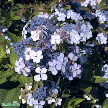 Purpurhortensia 'Bluebird' co 5-pack