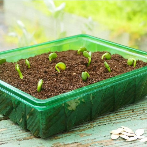Tråg Visiroot 'Half Seed Tray' 8st