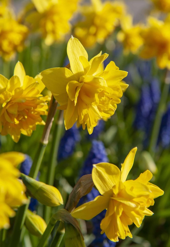 Tazettnarciss 'Tête Bouclé' 5st