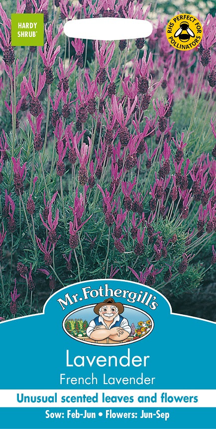 FjÀrilslavendel 'French Lavender'