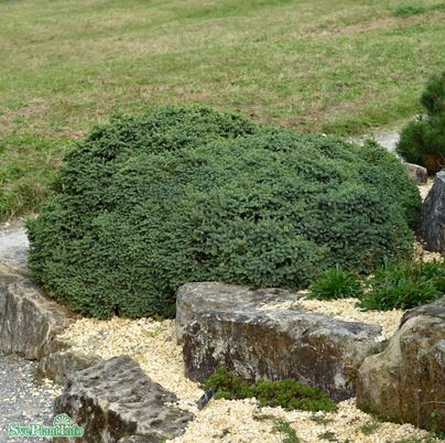 Vitgran 'Echiniformis' 20-30 co