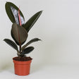 Fönsterfikus 'Abidjan' 12cm