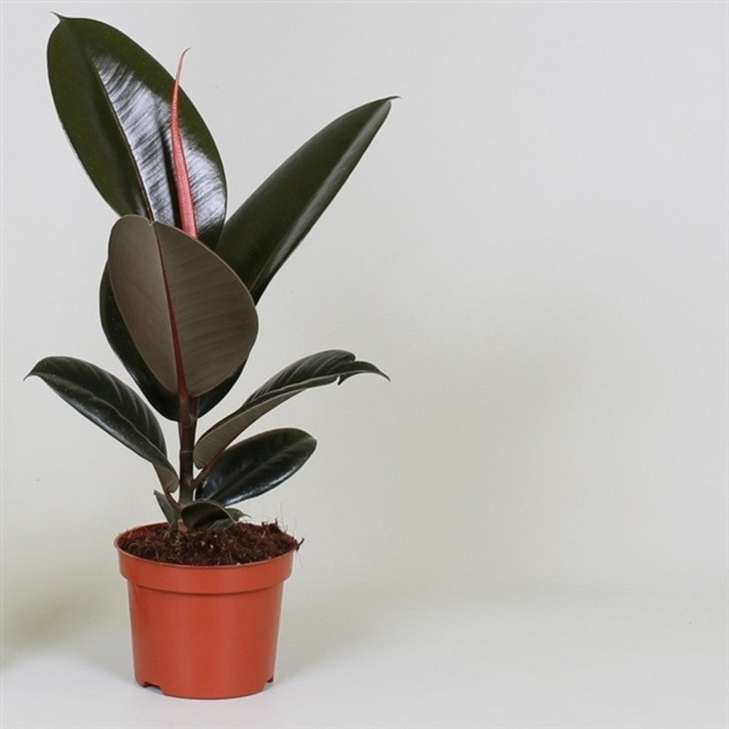 Fönsterfikus 'Abidjan' 12cm