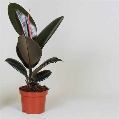 Fönsterfikus 'Abidjan' 12cm