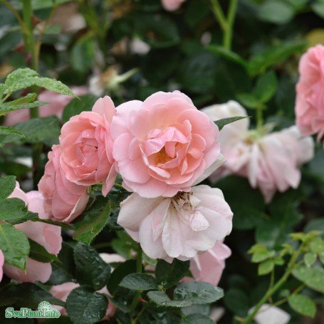 Floribundaros 'Astrid Lindgren' 5-pack barrot