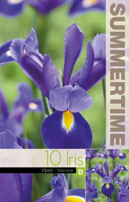 Holländsk Iris 'Valentine' 10st