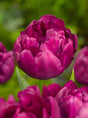 Dubbel Tidig Tulpan 'Royal Acres Double' 8st