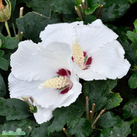 Frilandshibiskus 'Red Heart' 1-pack i kruka