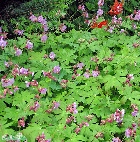 FlocknÀva 'Ingwersen's Variety' 11cm kruka