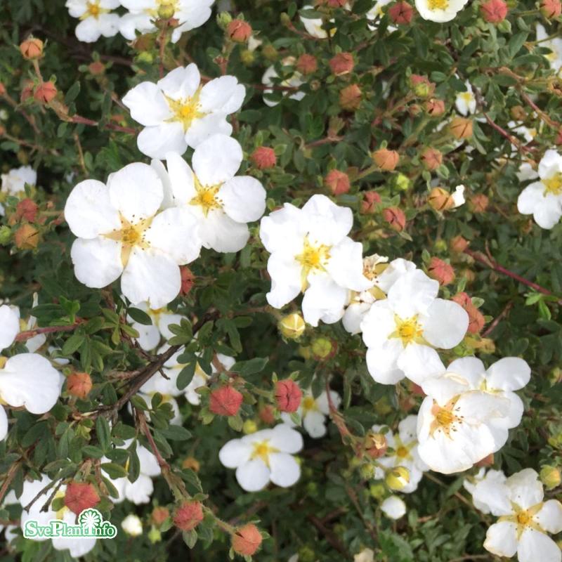 Trädgårdstok 'Abbotswood' 1-pack i kruka