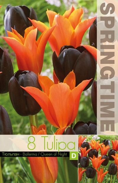 Tulpanmix 'Ballerina & Queen of Night' 8st