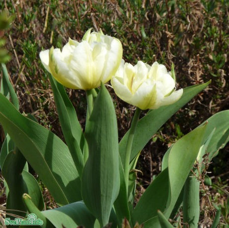 Enkel Tidig Tulpan 'White Valley' 8st