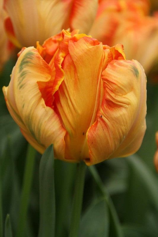 Papegojtulpan 'Parrot King' 8st