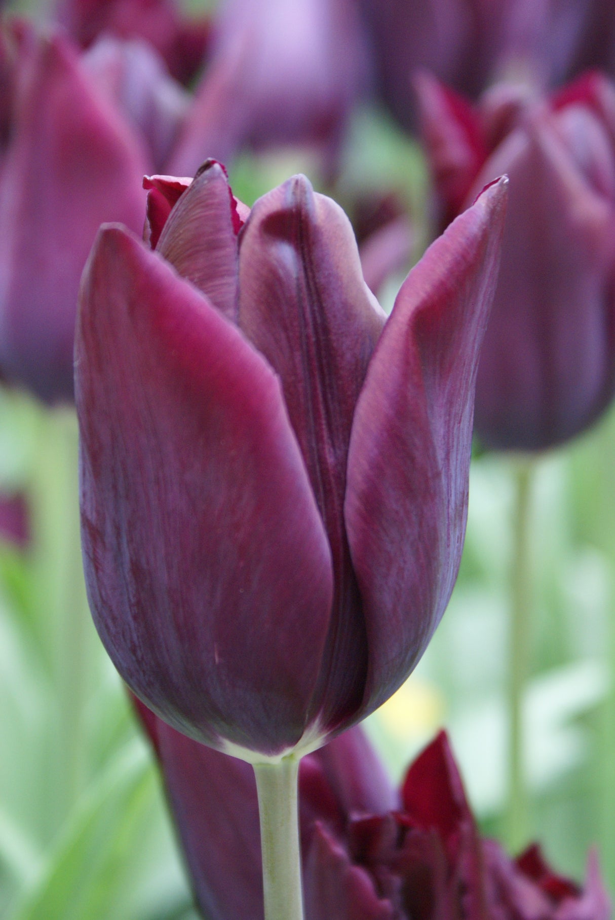 Triumphtulpan 'Havran' 5st