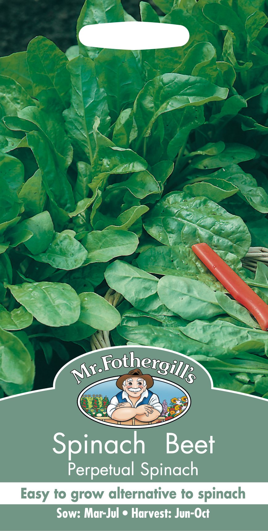 Mangold 'Perpetual Spinach'